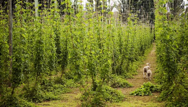 Lambs in Hops — Stock Photo, Image