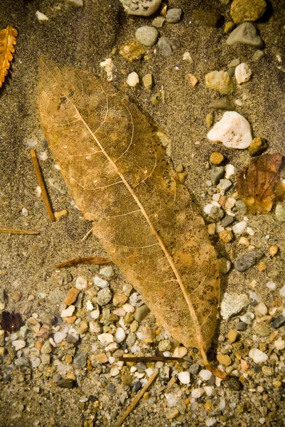 Leaf Detail — Stock Photo, Image