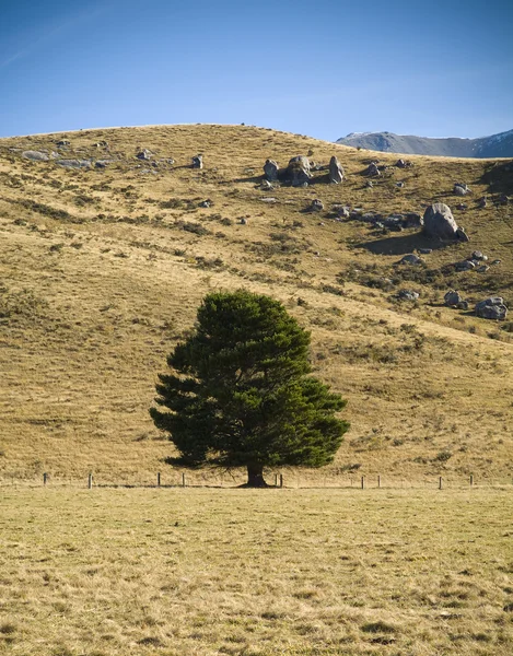 Самотній дерево — стокове фото