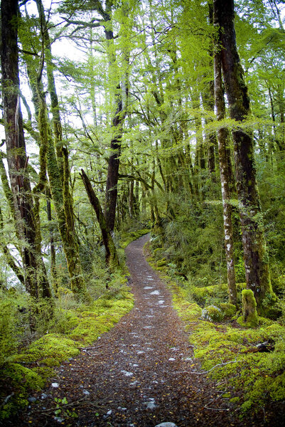 Трак, Милфорд
