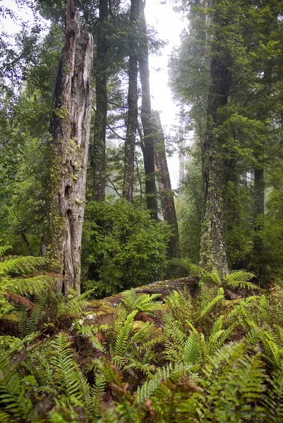 Mlžné lesy — Stock fotografie