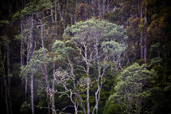Bosques nebulosos — Fotografia de Stock