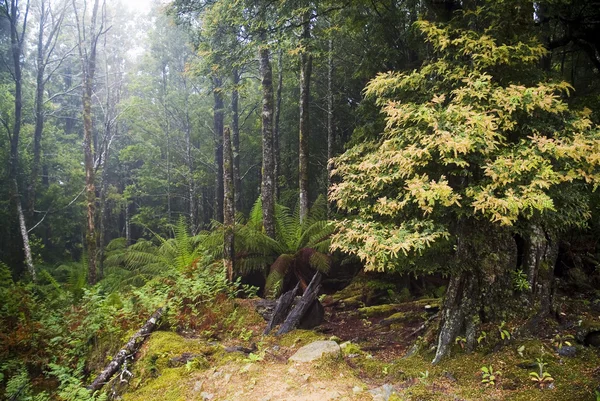 Bosques nebulosos — Fotografia de Stock