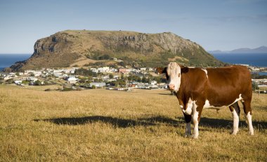 Stanley, Tasmania clipart