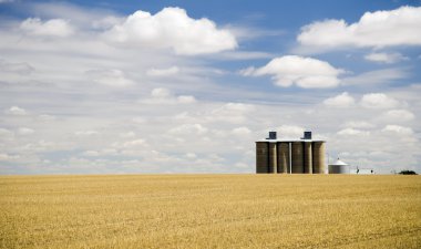 Wheat fields clipart