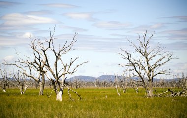 Dead Trees clipart