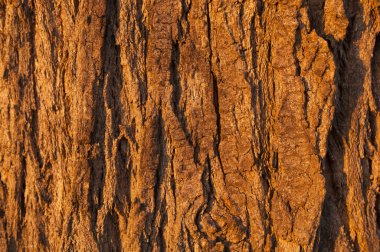 Tree Bark clipart