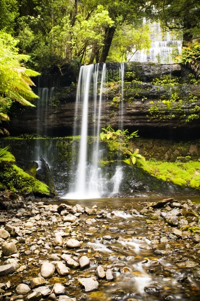 stock image Russel Falls, Tasmania