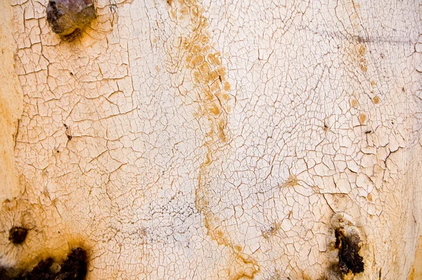 ガムの木の樹皮 — ストック写真