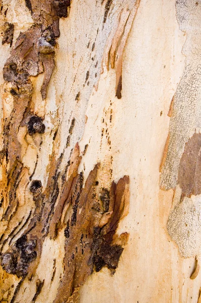 Кора дерева гумка — стокове фото