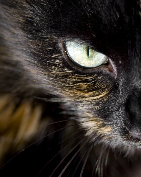 Katten oog — Stockfoto