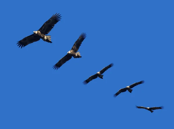 Wege-staart eagle montage — Stockfoto