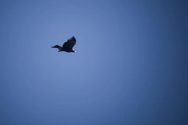 Águila de cola de cerco —  Fotos de Stock