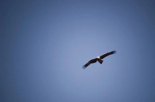 Águila de cola de cerco —  Fotos de Stock