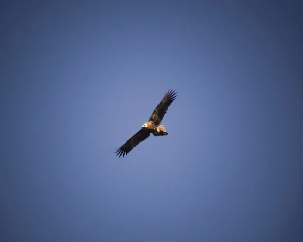 Wege-staart eagle — Stockfoto