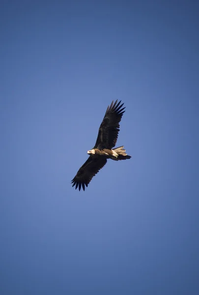 Wedge-tail Eagle — Stockfoto