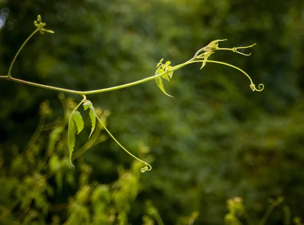 Yeşillikler — Stok fotoğraf