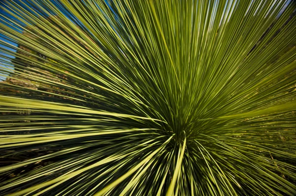 Árbol de hierba — Foto de Stock