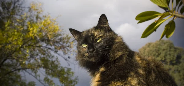 Охотничья кошка — стоковое фото