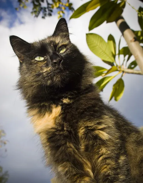 Охотничья кошка — стоковое фото