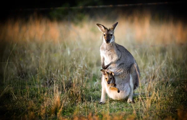 Canguru e joey — Fotografia de Stock