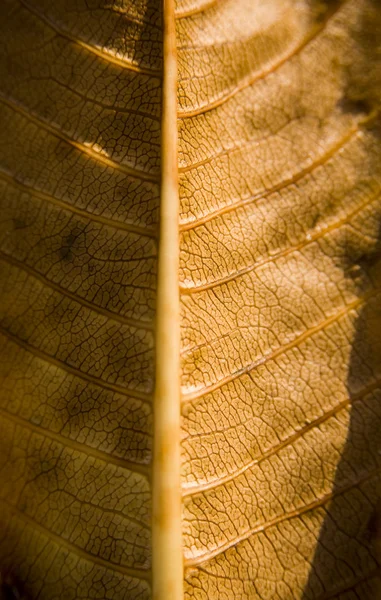 Сезонный лист — стоковое фото