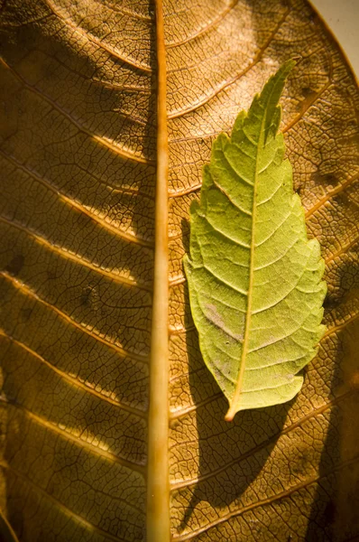 Seasonal Leaf — Stock Photo, Image