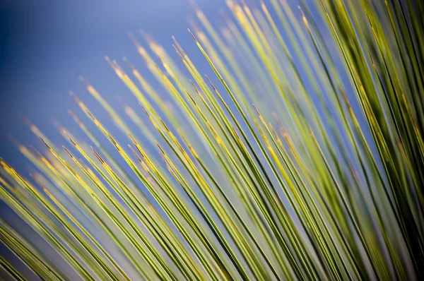 Grass Tree Details — Stock Photo, Image