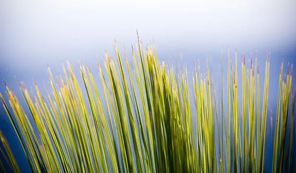 Детали травяного дерева — стоковое фото