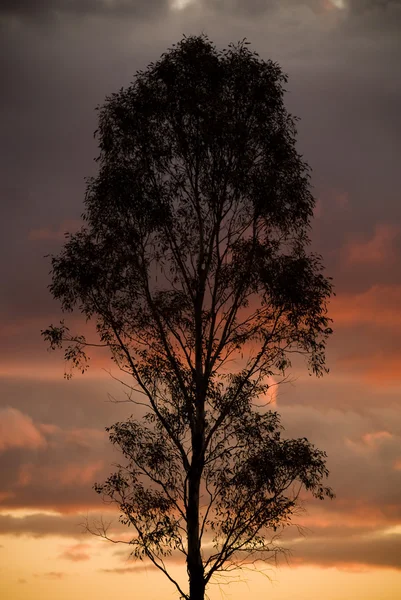 Силуетними дерево — стокове фото