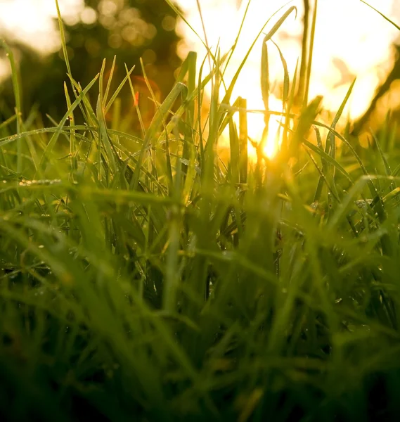 Grass Level Sunrise — Stock Photo, Image