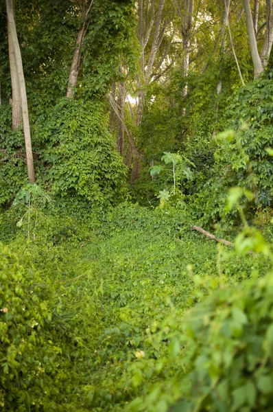 두꺼운 정글 덩굴 — 스톡 사진