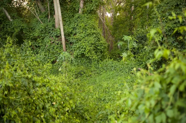Πυκνή ζούγκλα αναρριχητικά φυτά — Φωτογραφία Αρχείου