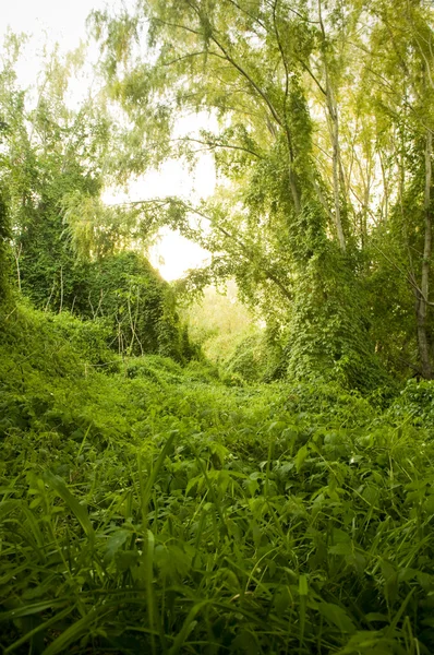 茂密的丛林藤蔓 — 图库照片