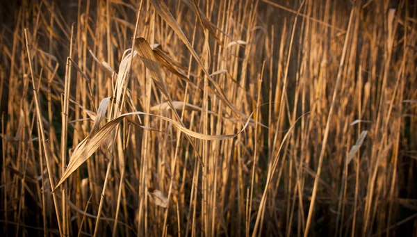 Brown Reeds — Stok fotoğraf
