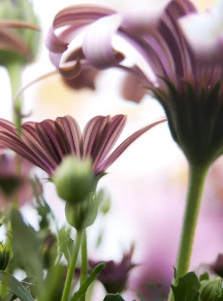 Blomma bakgrund — Stockfoto