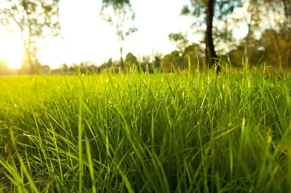 Bujnej trawy — Zdjęcie stockowe