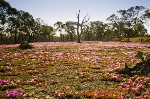 ピンクの野の花 — ストック写真