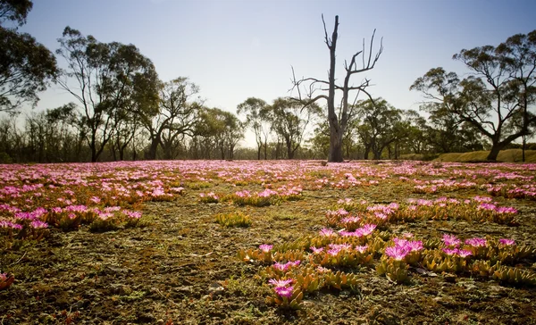Рожевий польові квіти — стокове фото