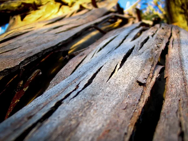 樹皮のテクスチャー — ストック写真