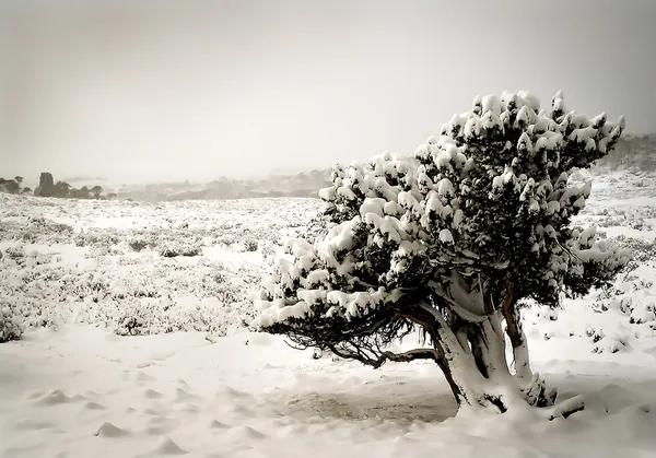 stock image Trees in Snow