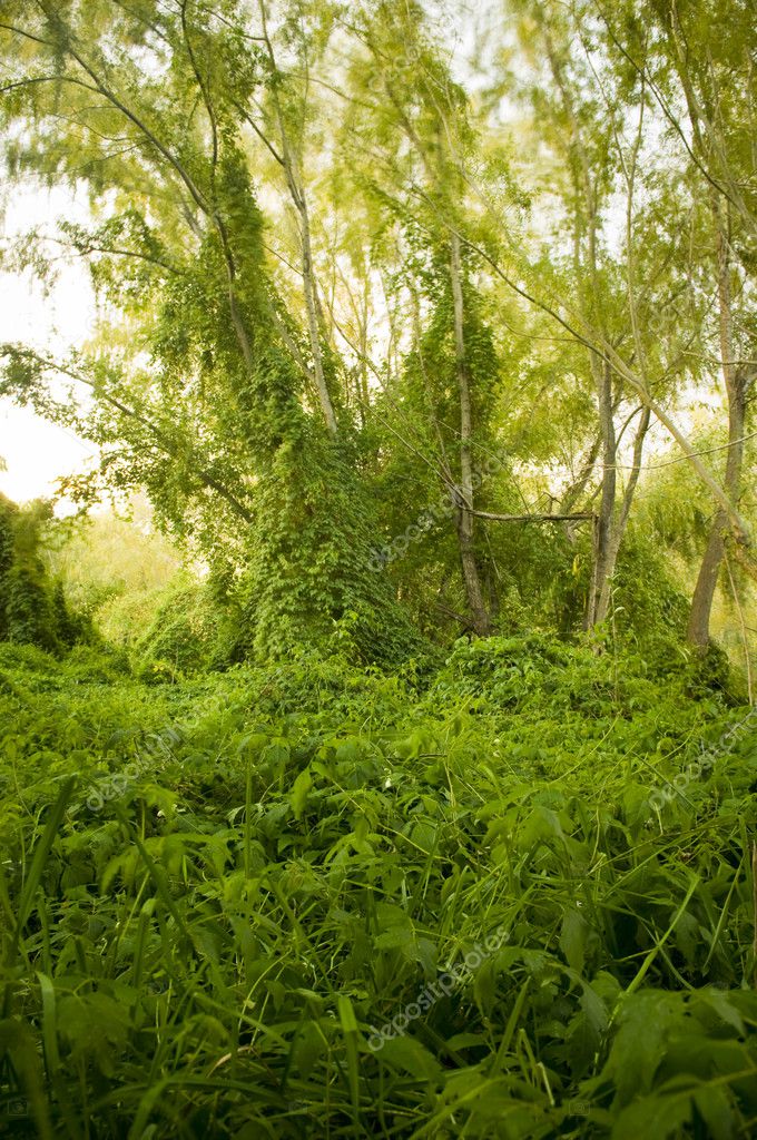 jungle creeper