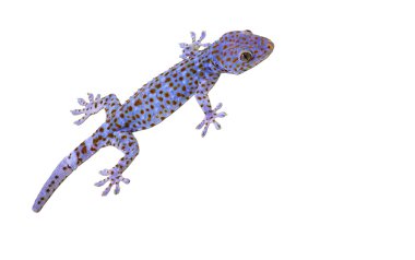 Tokay Gecko clipart