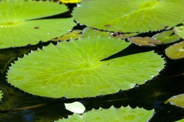 Lily pond