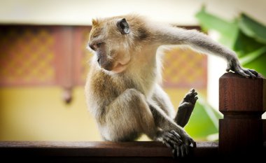 Long-Tailed Macaque clipart
