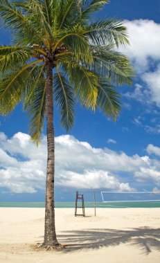 palmiye ağacı beach