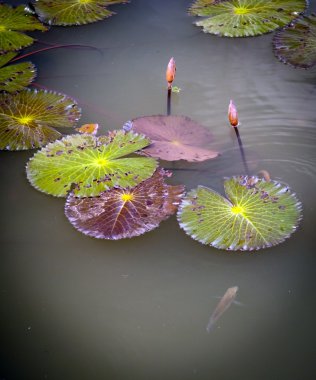 Lily Pads clipart