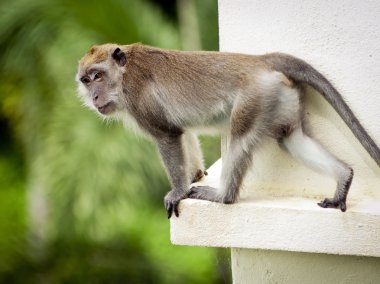 Long-Tailed Macaque clipart