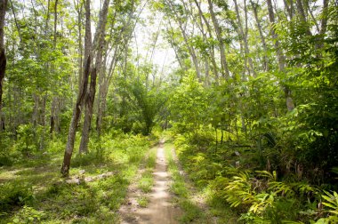 Rubber Plantation clipart