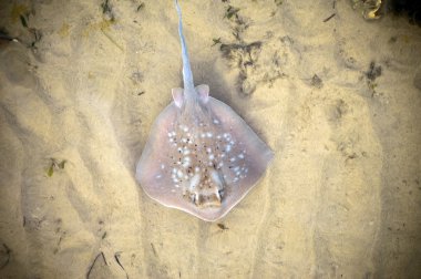 Stingray